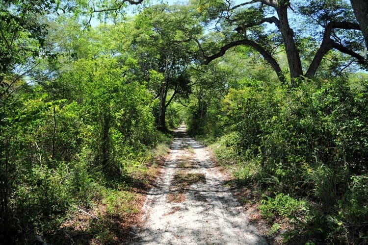Arabuko Sokoke Forest