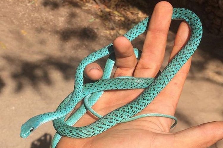 Bio-Ken Snake Farm